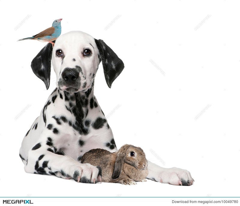 Image result for dreamstime: pets