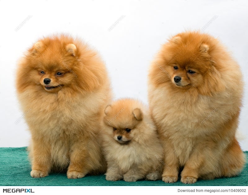 spitz family