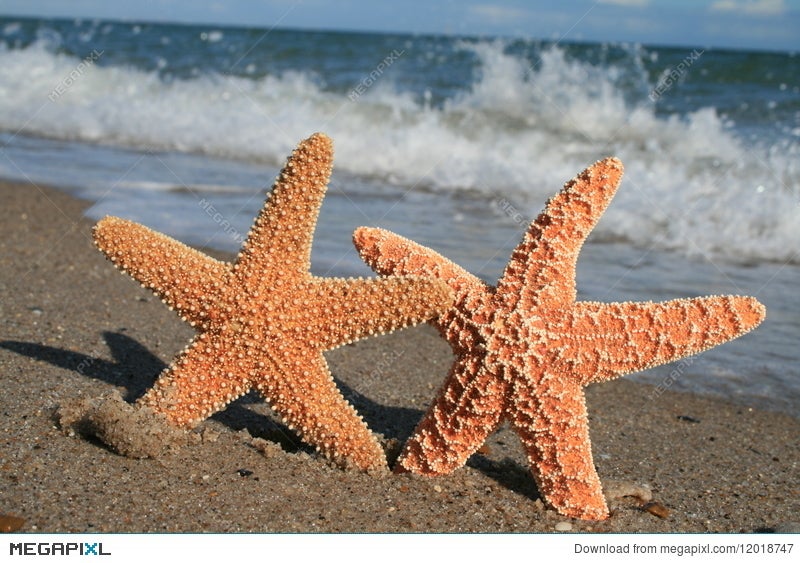 two starfish on beach