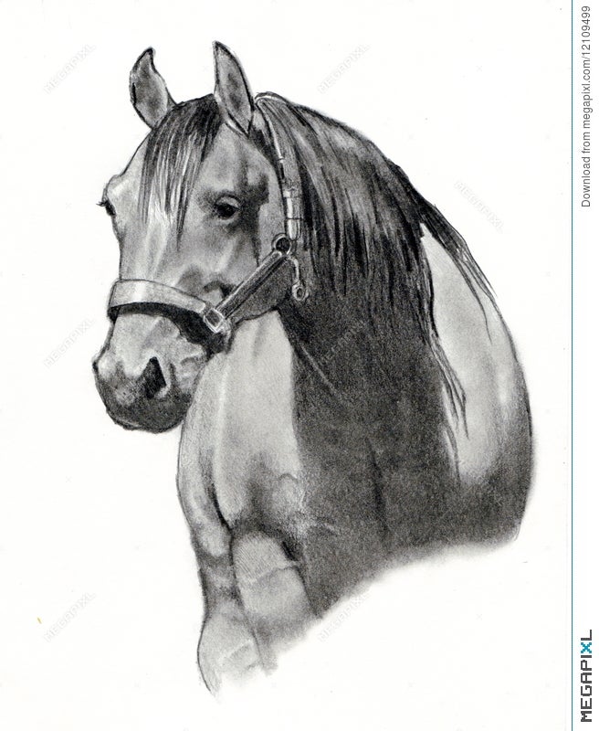 Horse Drawing pencil ART  YouTube