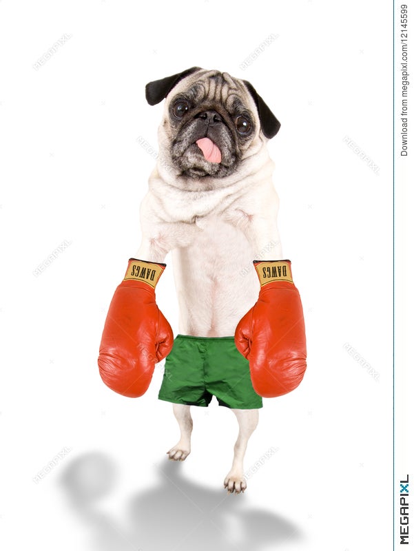 Pug boxing gloves Clearance