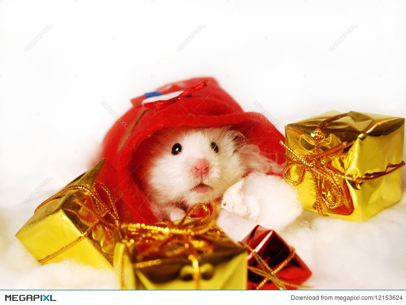 christmas hamster