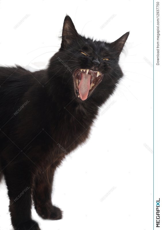 yawning black cat