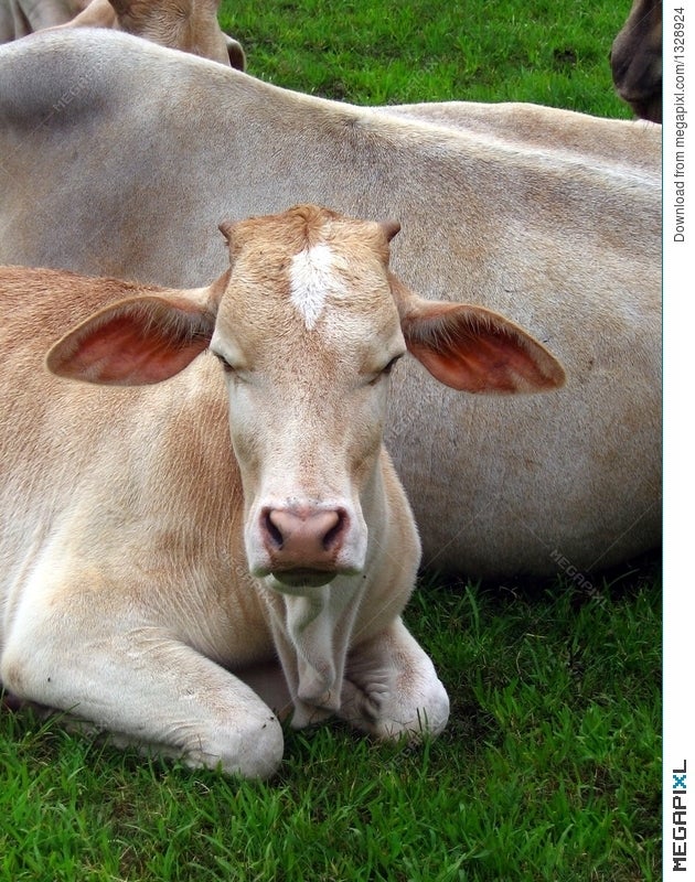 Holy cow! Best desi cattle breed to get Rs 5 lakh award - The Economic Times