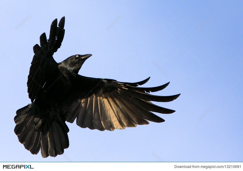 Big black raven spread wings Royalty Free Vector Image