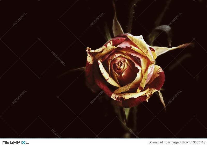 rose in the dark