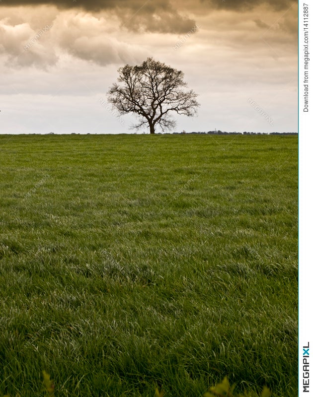 Single Tree In A Field During A Storm