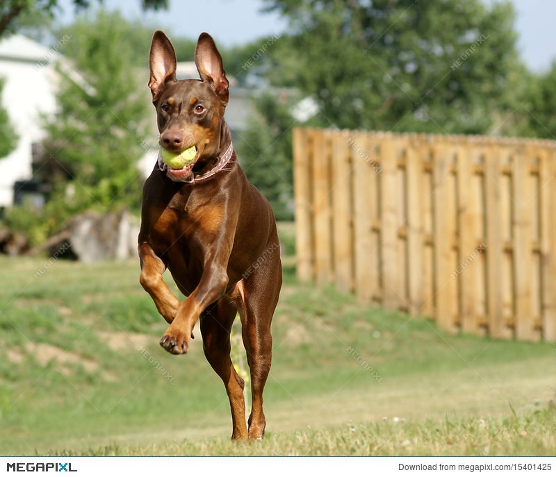 can doberman jump a fence