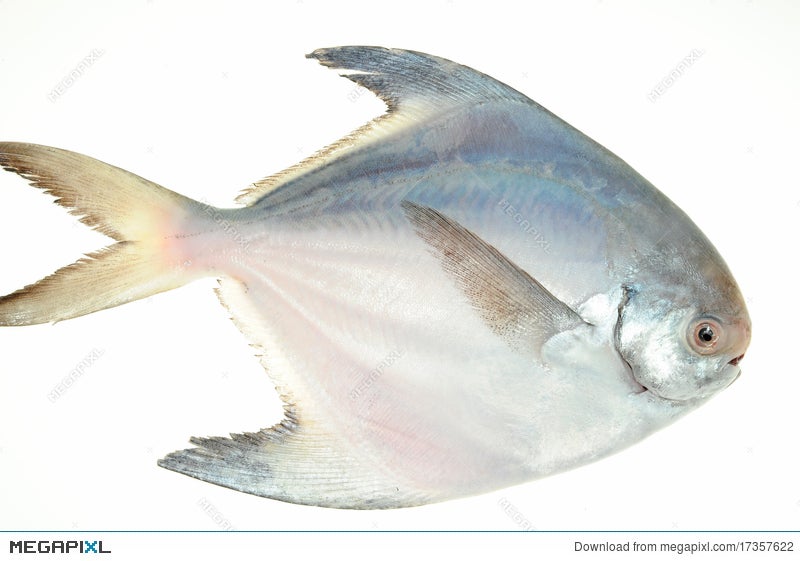 vaval fish image clipart