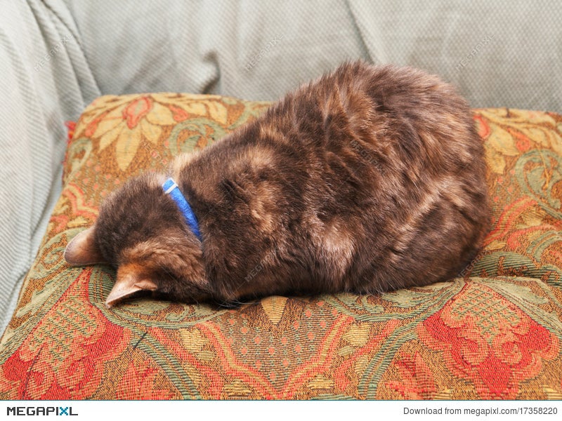 Cat Face Down On A Pillow Stock Photo 17358220 Megapixl