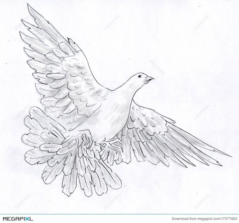 Free flying white dove, sketch style vector illustration isolated on  background with place for text, Stock Vector, Vector And Low Budget Royalty  Free Image. Pic. ESY-042628637 | agefotostock