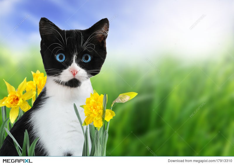 Spring Kitten Stock Photo 17913310 Megapixl