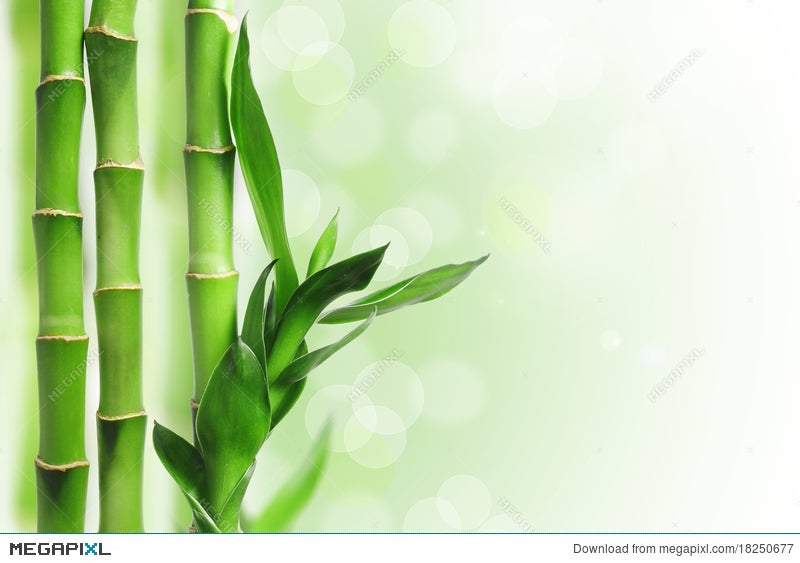 Green Bamboo Background Stock Photo 18250677 - Megapixl