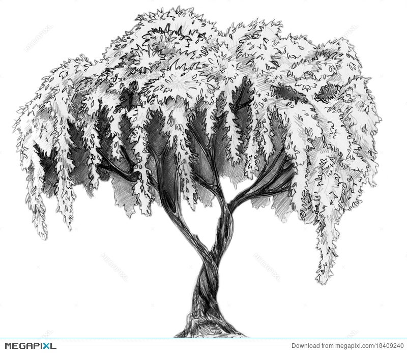 Sakura Tree Pencil Sketch Illustration Megapixl