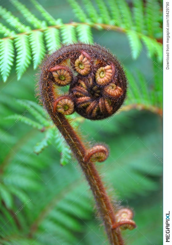 Koru Tree Fern Symbol Of New Zealand Stock Photo 18429790 - Megapixl