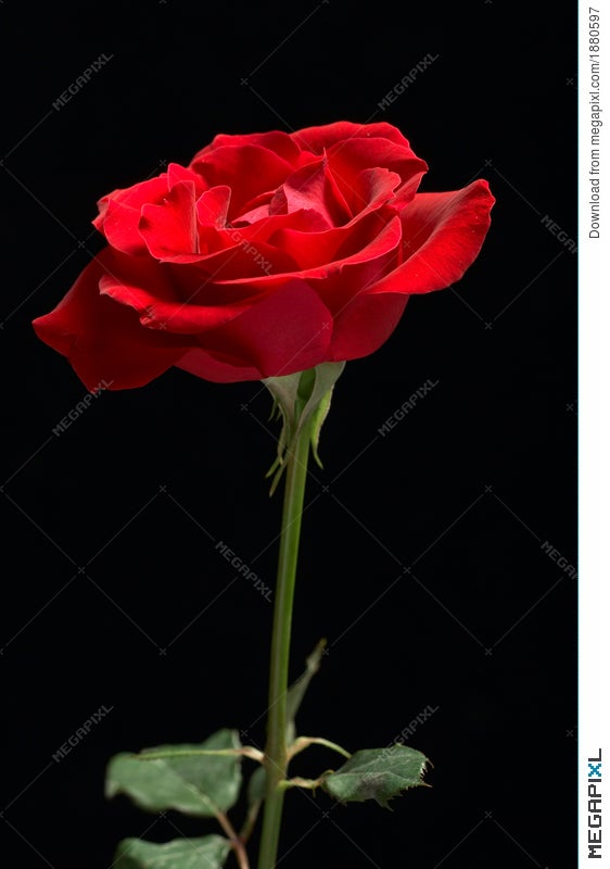 single red roses images with black background