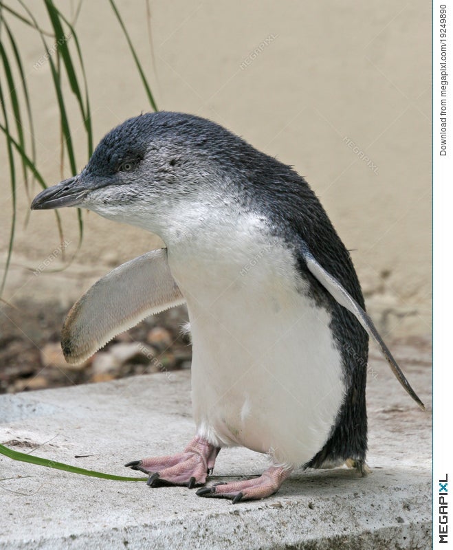 Fairy Penguin Eudyptula Minor Stock Photo Megapixl