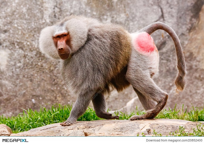 hamadryas baboon hands