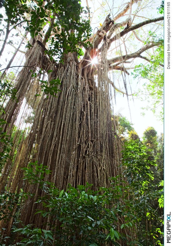 rainforest strangler fig