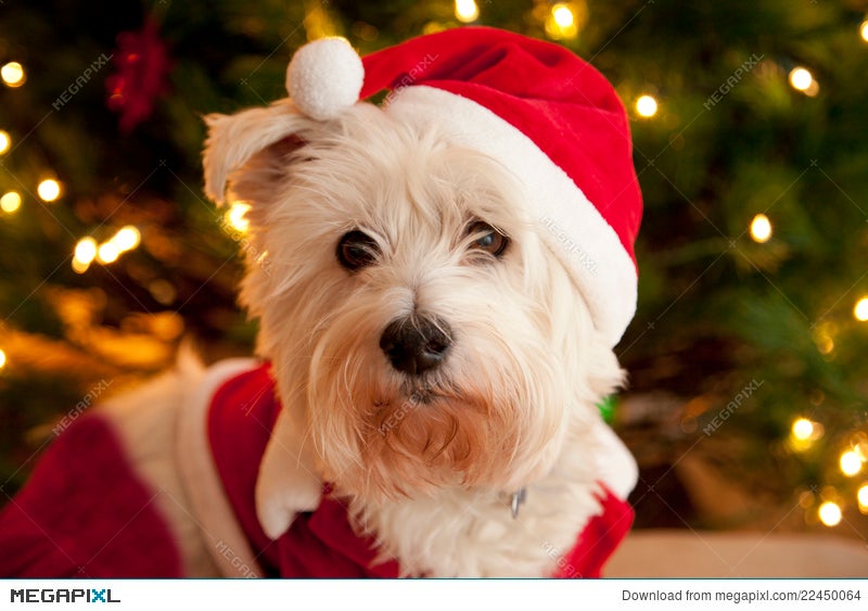 dog in santa suit