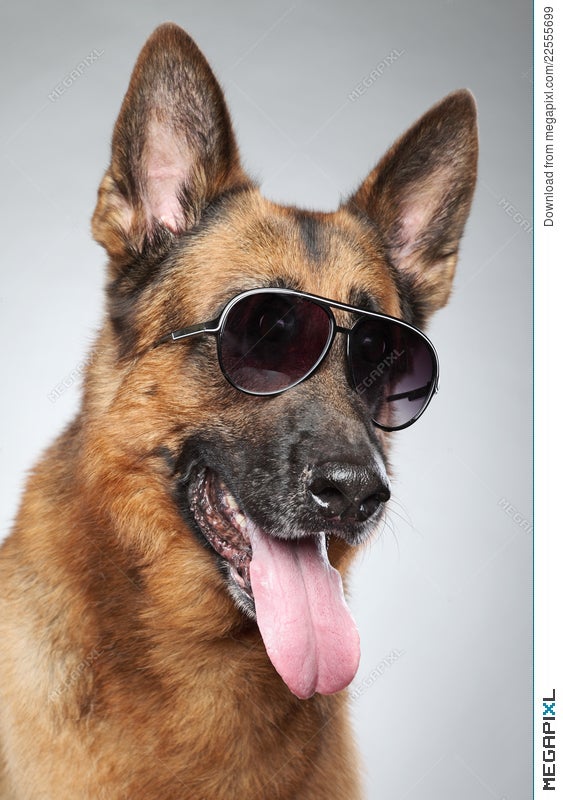 german shepherd wearing sunglasses