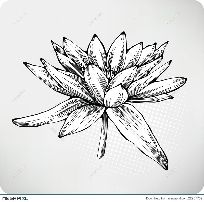 Flowers White Water Lily Hand Drawing Illustration Megapixl