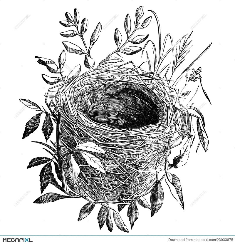 Bird Nest In Tree Drawing