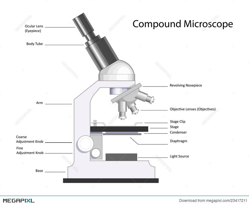 Compound Microscope Illustration 23417211 - Megapixl