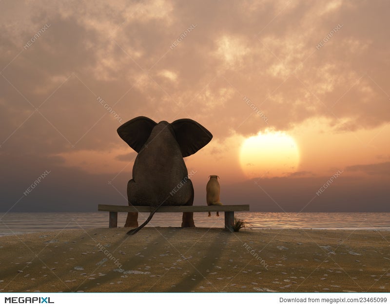 Elephant and dog sit on a beach