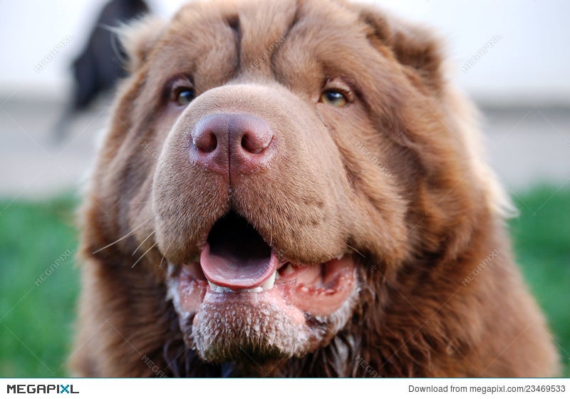 Bear Coat Shar Pei Portrait Stock Photo 23469533 Megapixl