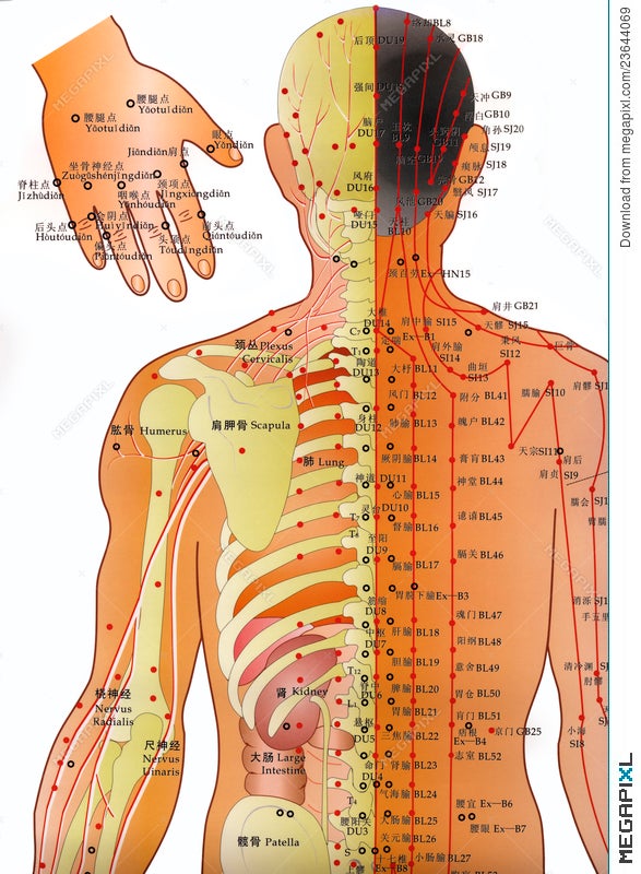 Acupuncture Diagrams Charts