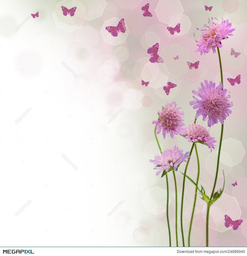 Blossom Background - Floral Border Stock Photo 24686940 - Megapixl