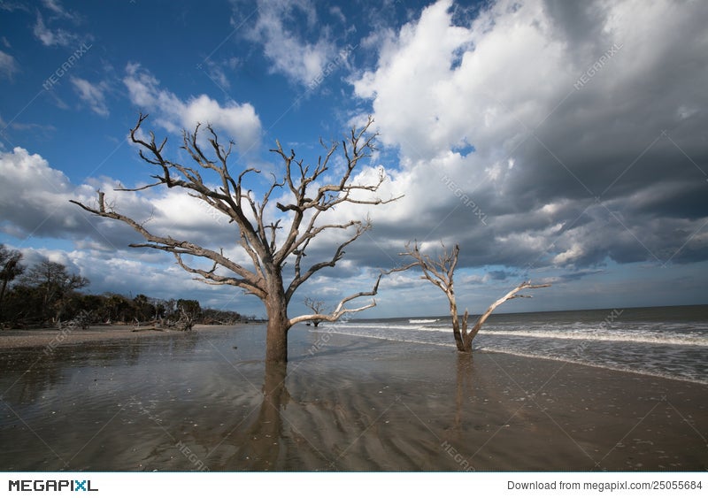 Trees Boneyard Beach Forest Botany Bay Sc Stock Photo 25055684 Trees Boneyard Beach Forest Botany Bay