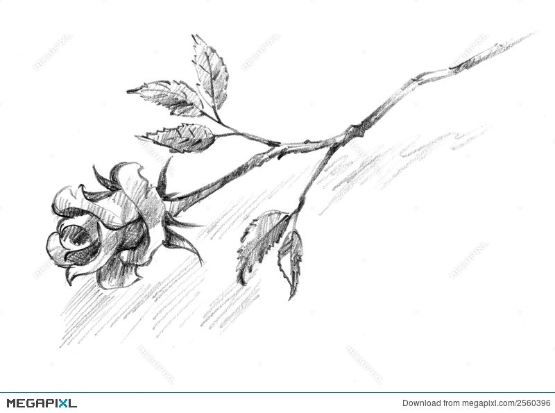 Rose sketch Black outline on white background Stock Vector Image & Art -  Alamy