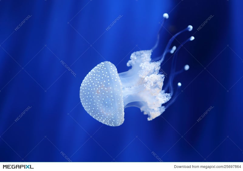 White Jellyfish. Genoa Aquarium, Italy. Stock Photo 25697864 Megapixl