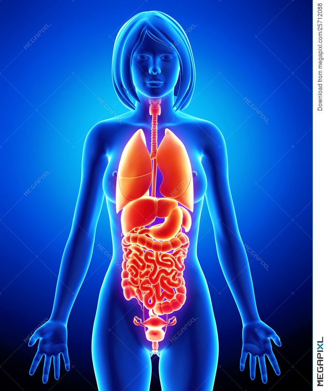 Anatomy Of Internal Organs Female / Female Reproductive System Everyday ...