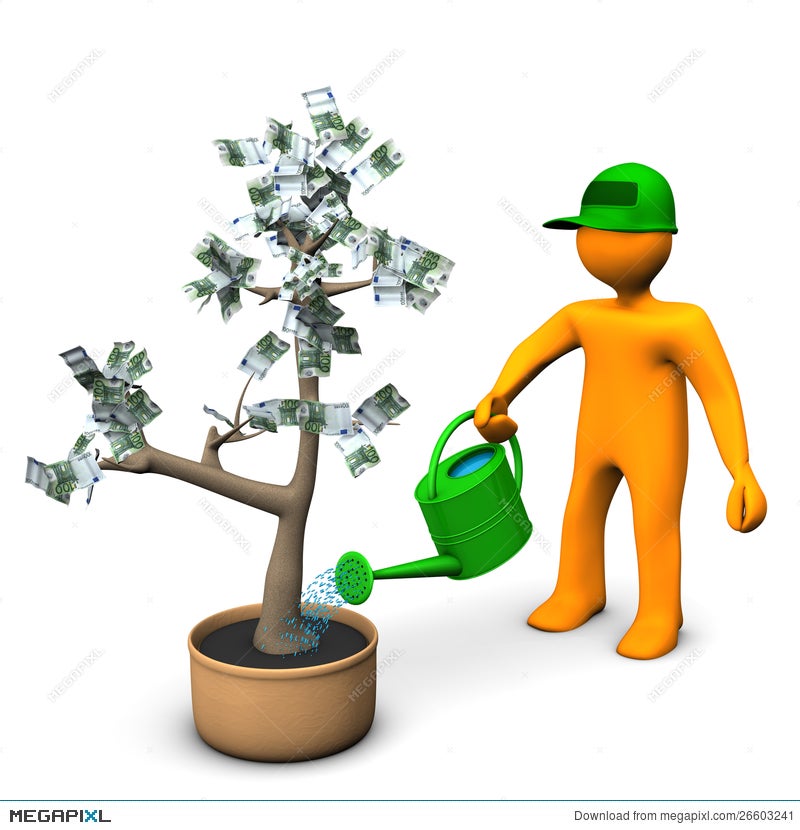 watering money tree plant