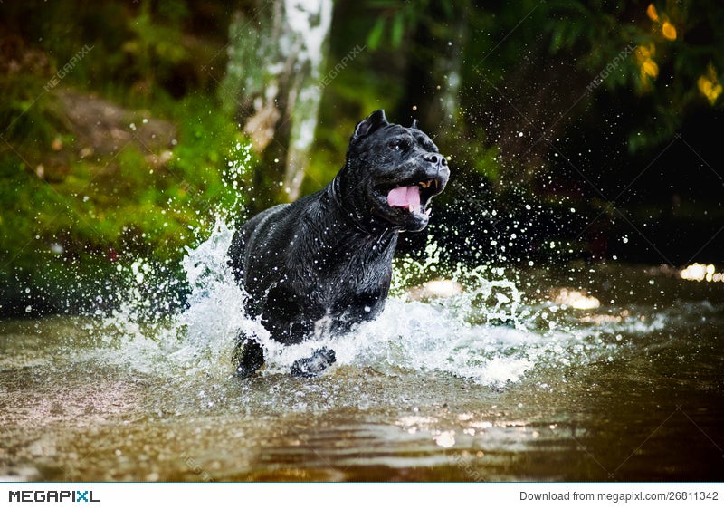 Dog Cane Corso Run In The Water Stock Photo 26811342 Megapixl