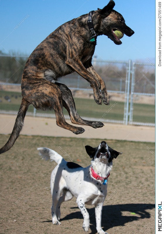 dog jumping ball