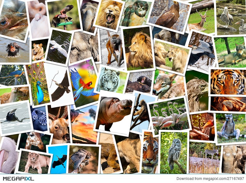 Different Animals Collage Stock Photo 27167497 - Megapixl Different Animals Collage Stock Photo 27167497 - Megapixl