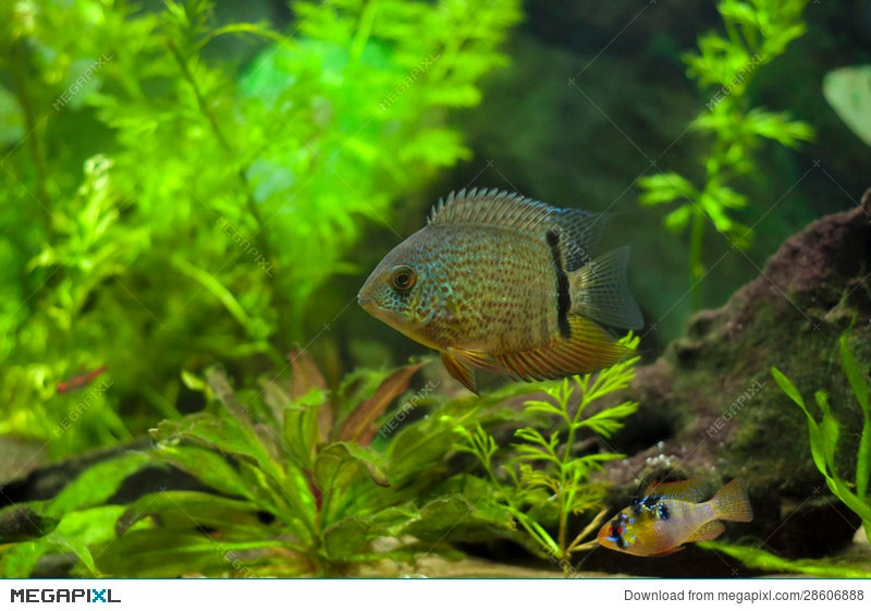 red spotted turquoise severum