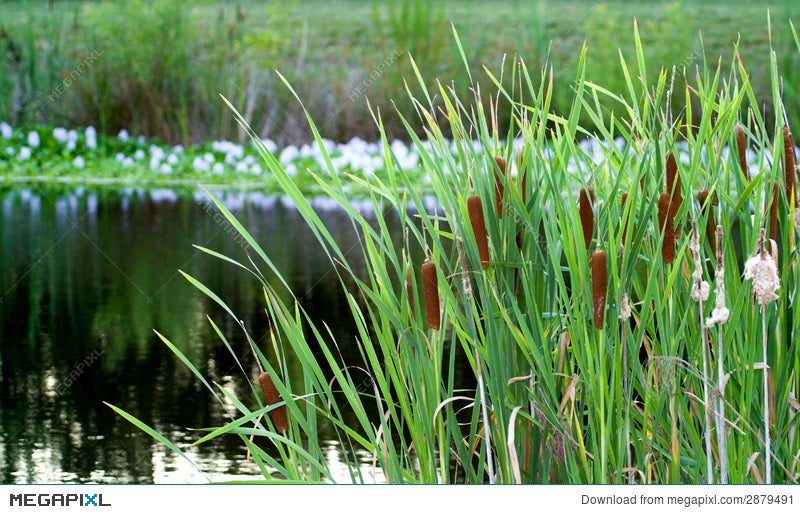 cattails in pond clipart