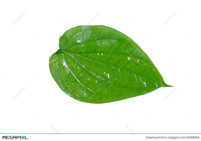 Betel Leaf Stock Photo 2968564 Megapixl