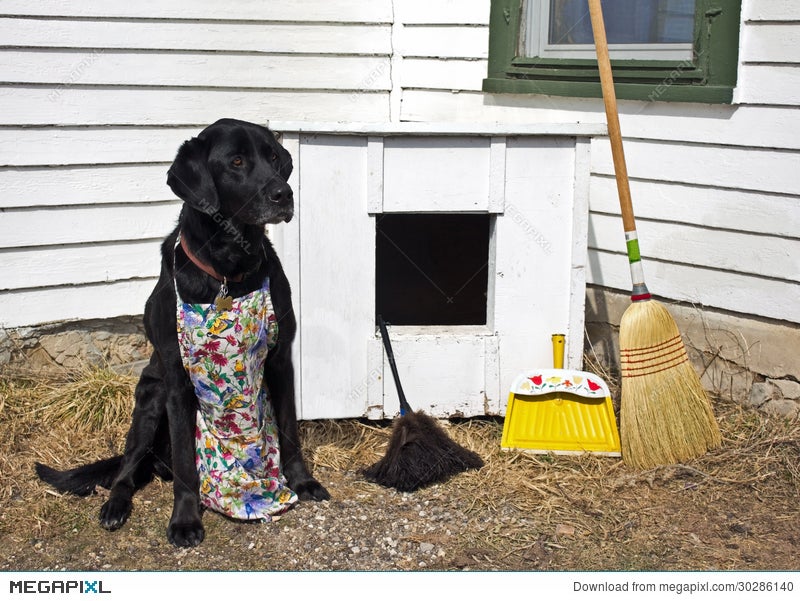 how do you clean a dog igloo