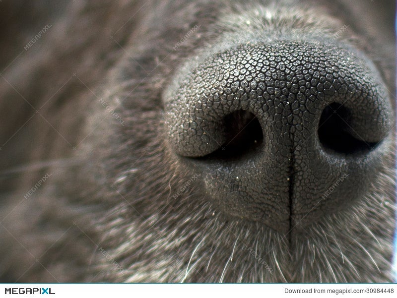 Black Dog Nose Texture Stock Photo 