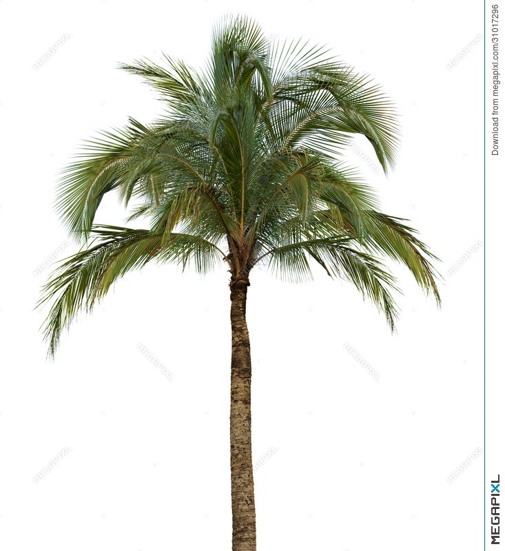 palm tree white background