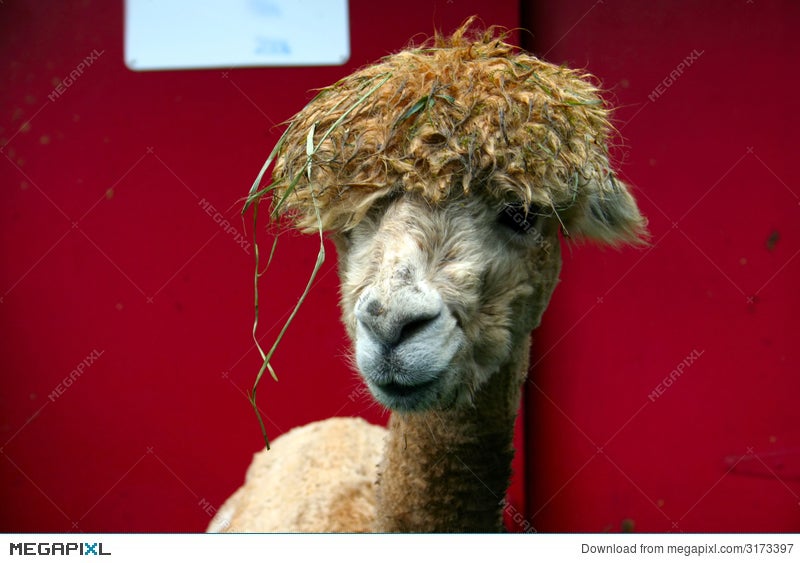 Alpaca Funny Hair Stock Photo 3173397 - Megapixl
