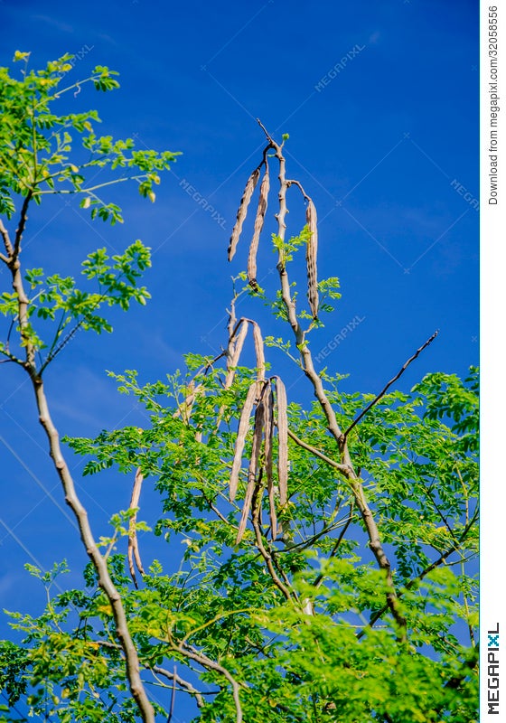 Tree Of The Bitter Cucumber Chinese Moringa Oleifera Lam Stock Photo 32058556 Megapixl