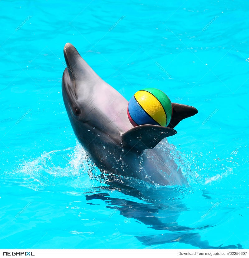 Two Dolphins Playing With Balls In Dolphinarium. Stock Photo