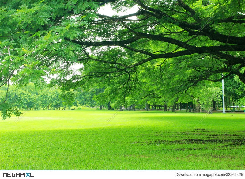 Background With Green Trees In Park Stock Photo 32269425 - Megapixl